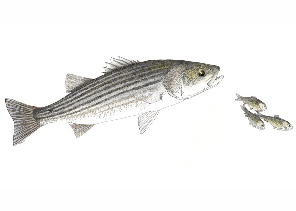 Striped Bass and Atlantic Menhaden by Stephen DiCerbo