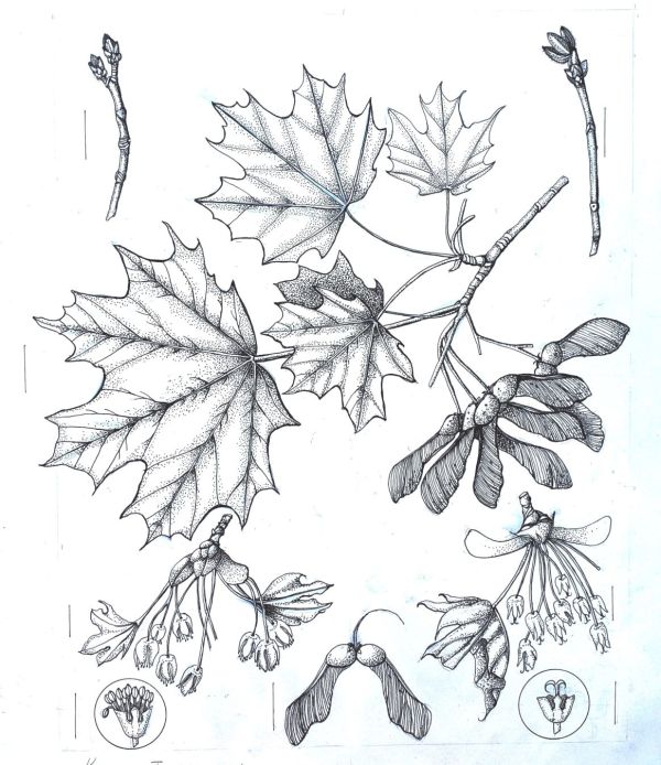 Sugar Maple (Acer saccharum) by Deborah Kopka