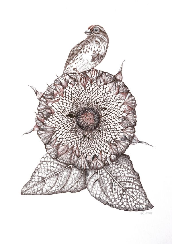 Sunflower Seed Head and Song Sparrow by Deborah Kopka