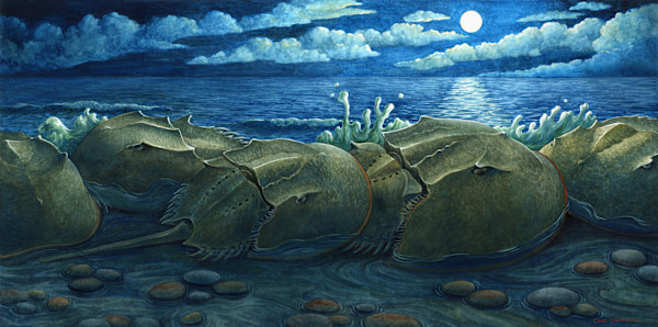 Survival Moon by Carol Schwartz