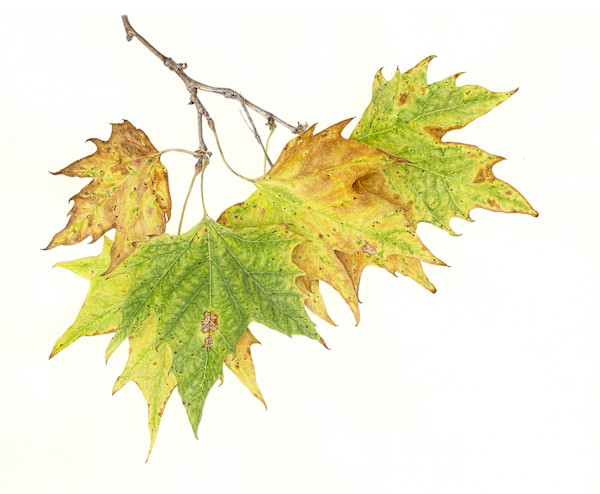 American Sycamore by Heather Kostrzewa