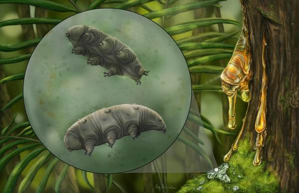 Tardigrade in Dominican Amber by Holly Sullivan