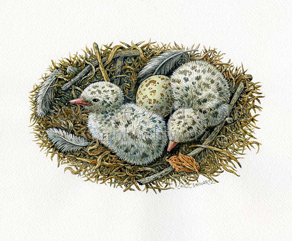 Common Tern Chicks by Carol Schwartz