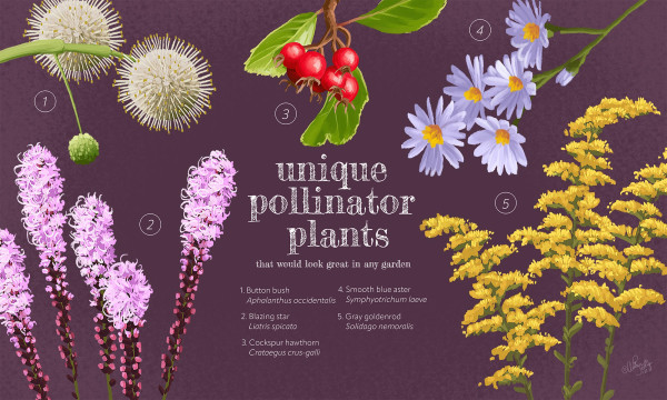 Unique Pollinator Plants by Quinn Sedig