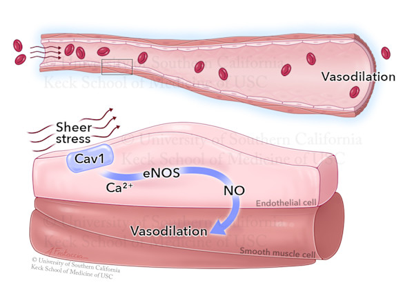 Vasodilation and Sheer Stress by Amanda Frataccia