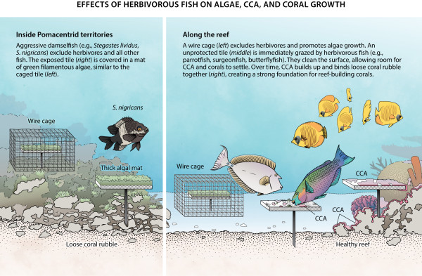 Effects of Herbivorous Fish on Algae, CCA, and Coral Growth by Fiona Martin