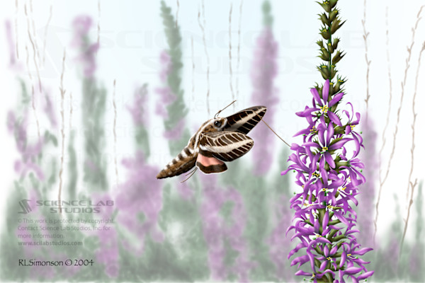 White-Lined Sphinx Moth Feeding on Purple Loosestrife by Rick Simonson