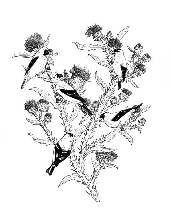 Goldfinches and Thistle by Caitlin Rausch