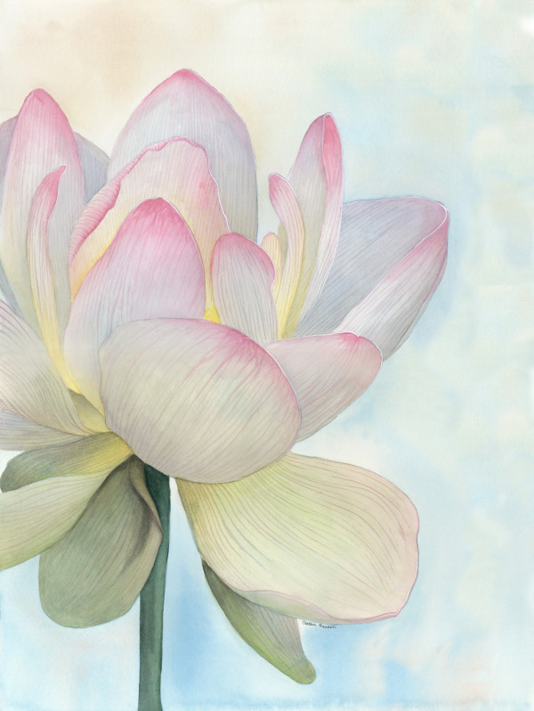 Water Lily by Caitlin Rausch