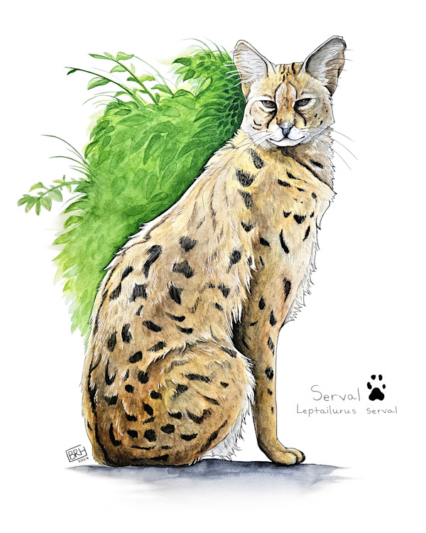 Watercolor Serval by Bryona Hamilton, Image 1.