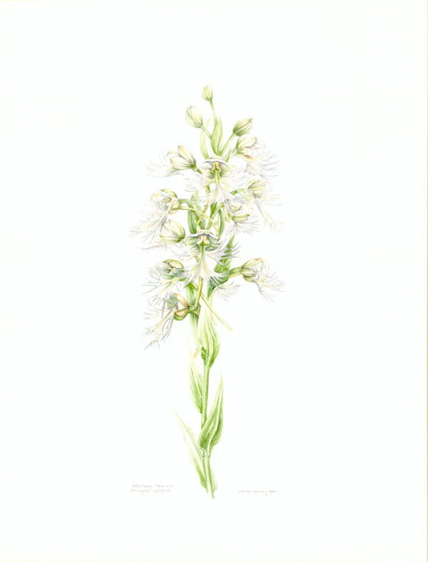 Western Prairie Fringed Orchid by Laurie Crummy