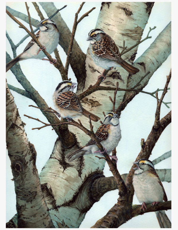 White Throated Sparrows in Birch by Ginko Bergel