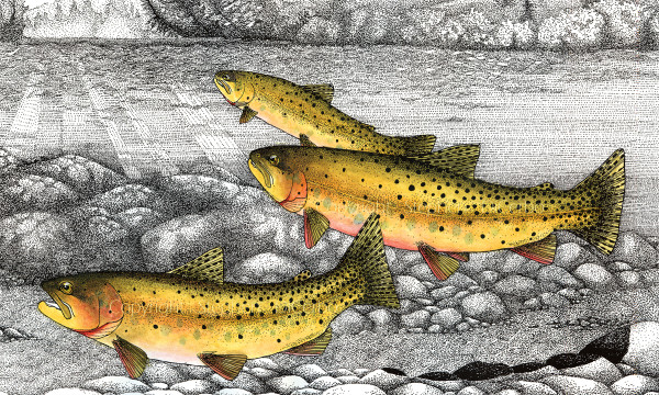 Moving Up - Yellowstone Cutthroat Trout by Stephen DiCerbo