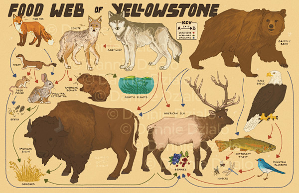 Food Web of Yellowstone by Dannie Dzialo, Image 1.