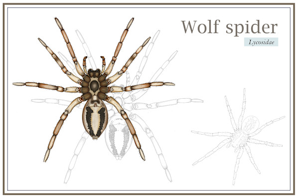 Wolf Spider Diagram by Zia Abraham