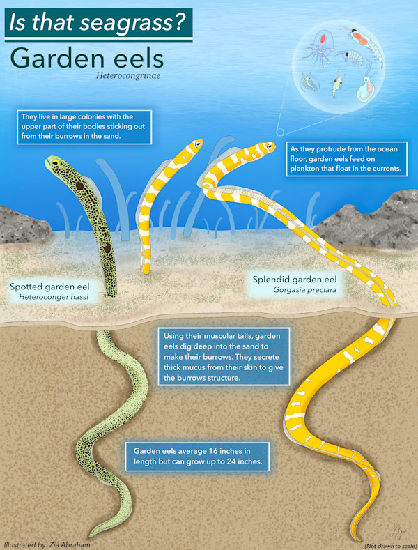 Is that seagrass? by Zia Abraham