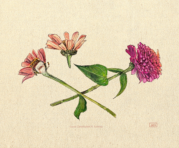 Zinnia Study by Christopher Roberts