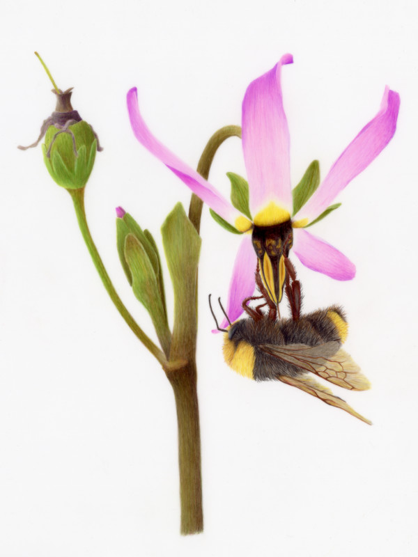 Padre's Shooting Star and Yellow-Faced Bumble Bee by Joshua Zupan