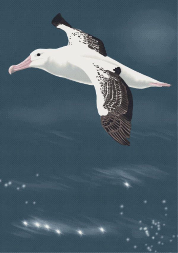 The Plight of Albatross by Patricia Latas