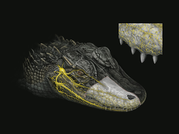 Trigeminal nerves of American alligator by Ken Naganawa