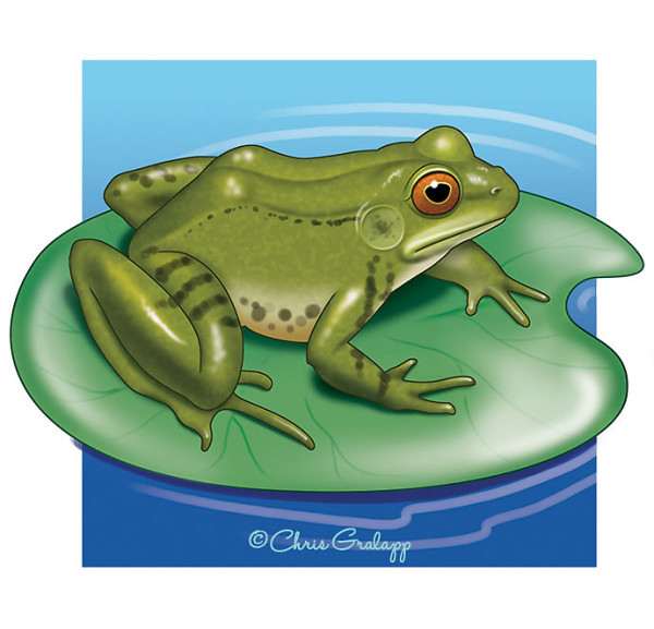 Bullfrog by Chris Gralapp
