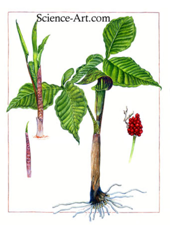 Jack-in-the-Pulpit by Sandra Williams
