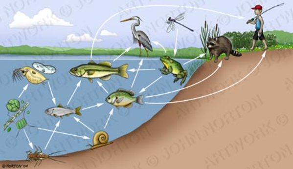 Aquatic/Terrestrial Food Web by John Norton