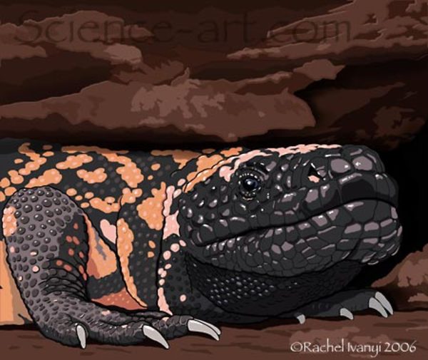 Gila Monster in Crevice by Rachel Ivanyi, AFC