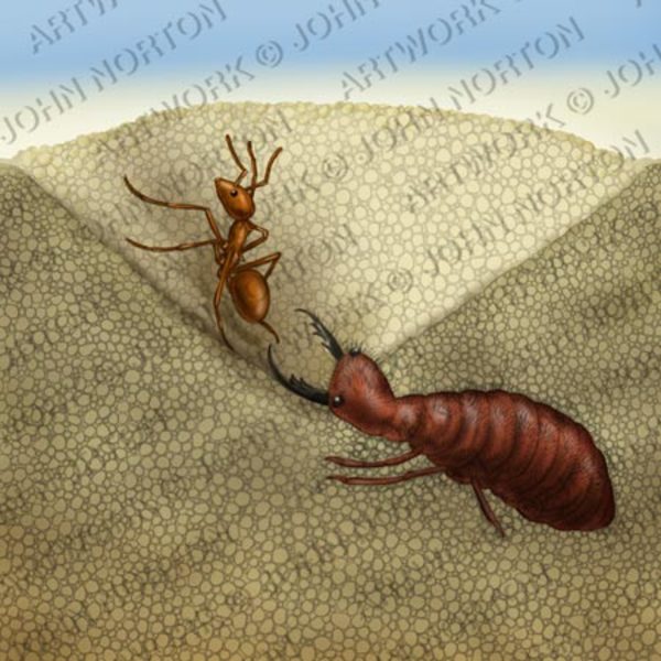 Antlion Capturing Ant by John Norton