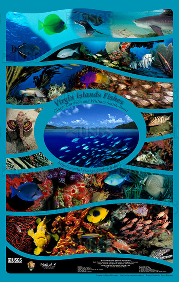 Virgin Islands Fishes by Betsy Boynton