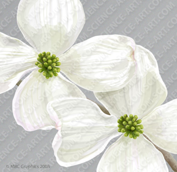 Flowering Dogwood Detail (Cornus florida) by Erica Beade