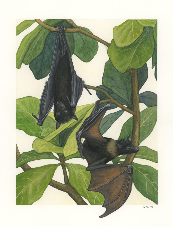 Flying Foxes by Madison Mayfield