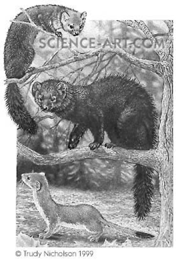 America Marten, Fisher and Long-tailed Weasel by Trudy Nicholson