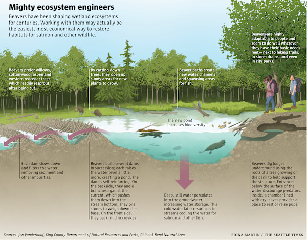 Mighty ecosystem engineers by Fiona Martin
