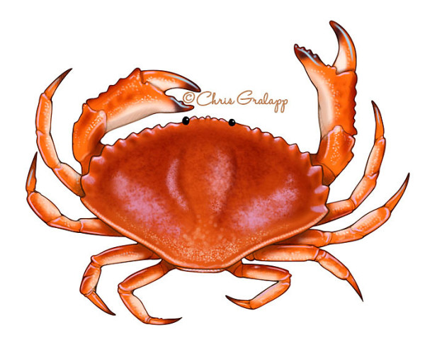 Dungeness crab by Chris Gralapp