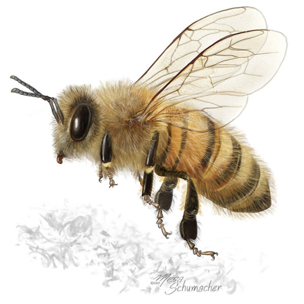Honeybee by Mesa Schumacher