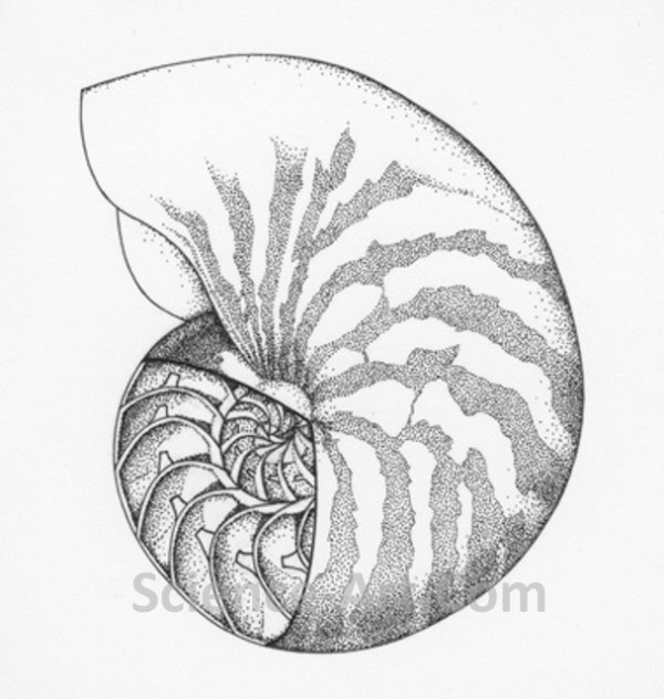 Nautilus by Margaret Garrison
