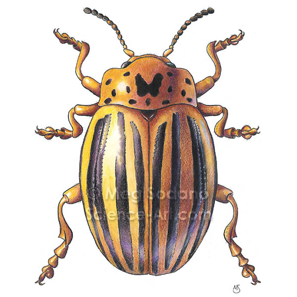 Colorado Potato Beetle by Meg Sodano