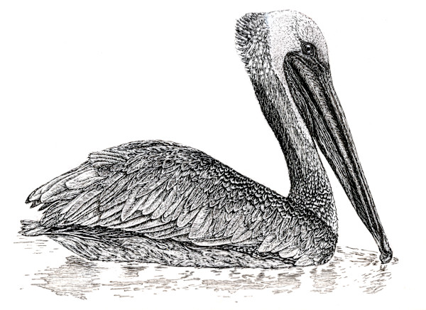 Brown Pelican by Bridget Bailey