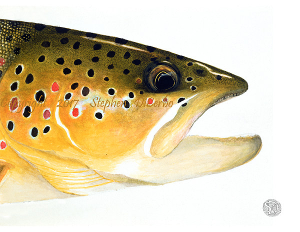 Brown Trout Head study by Stephen DiCerbo