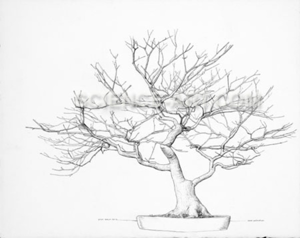 Winter maple bonsai Acer palmatum by Richard Rauh