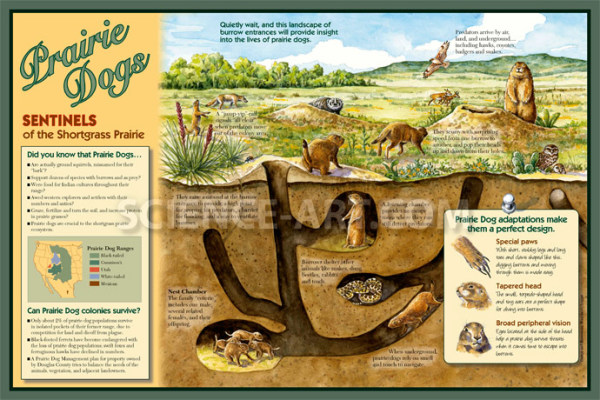 Prairie Dog Ecosystem illustration by Marjorie Leggitt