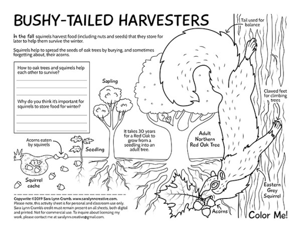 Bushy-tailed Harvesters Activity Page by Sara Cramb