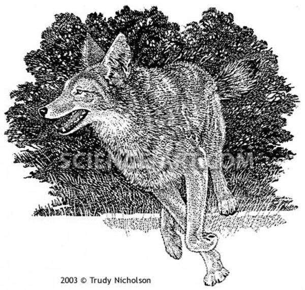 Running Coyote (Canis latrans) by Trudy Nicholson