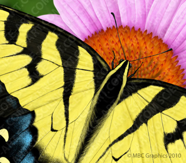 Eastern Tiger Swallowtail - Detail by Erica Beade