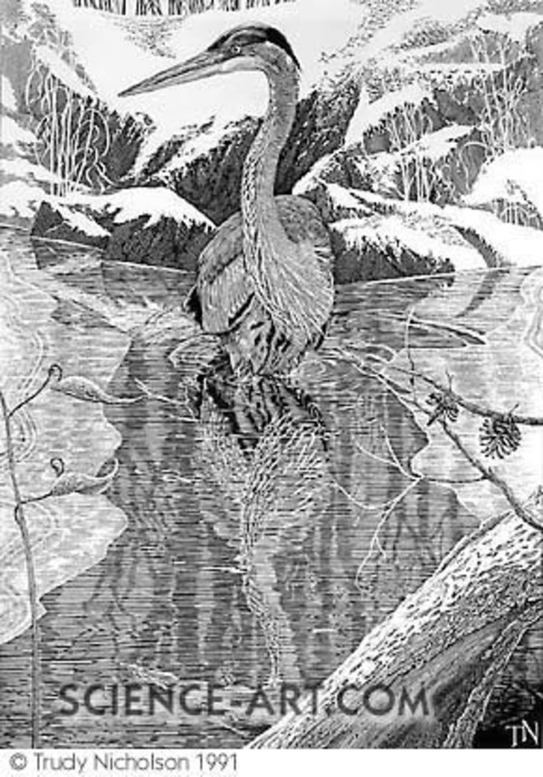 Great Blue Heron in Winter Pond by Trudy Nicholson