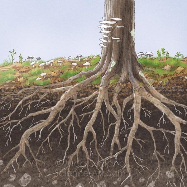 Tree Roots by Meg Sodano