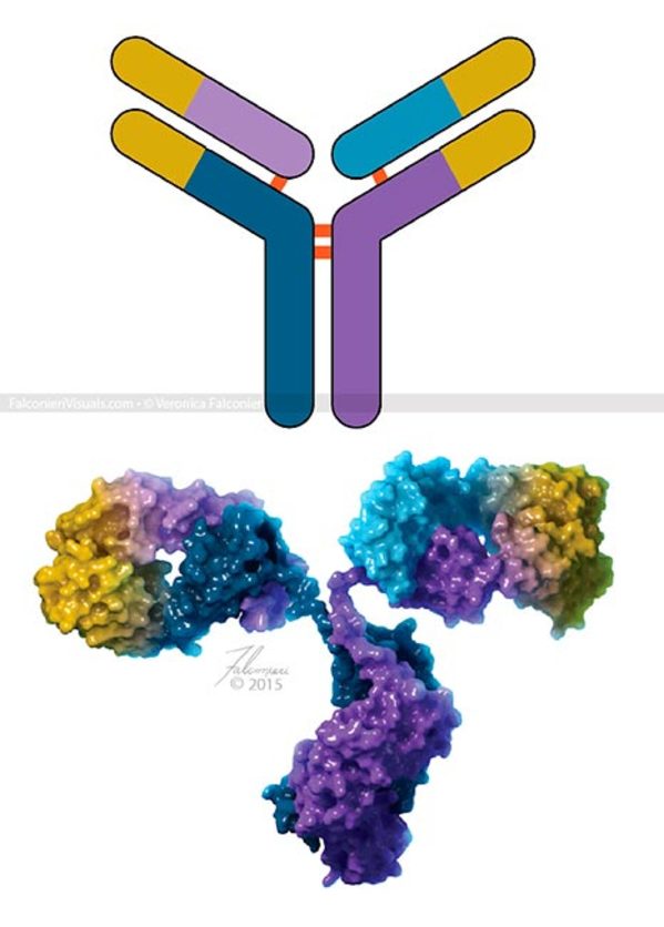 Antibody Structure by Veronica Falconieri Hays