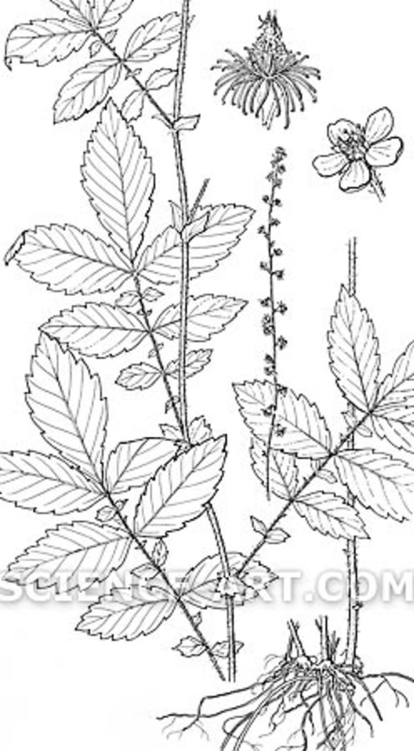 Flora of North America: Agrimonia gryposepala by Marjorie Leggitt
