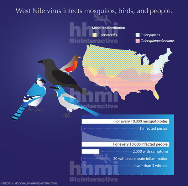 Effects of West Nile virus by Heather McDonald